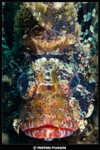 Lionfish face_Lembeh by Mathieu Foulquié 
